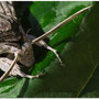 Windepijlstaart (Agrius convolvuli) Nachtvlinder
