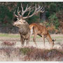 Edelhert/Red Deer