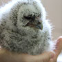 Hedwig, unser erster junger Waldkauz, noch ganz klein