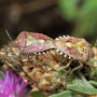 Beerenwanze (Dolycoris baccarum)