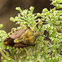 Purpur-Fruchtwanze (Carpocoris purpureipennis)