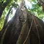 friso trying to climb a giant tree