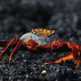 crab-close up