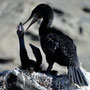 Flightless Cormorant - only 1 chick survives...guess which
