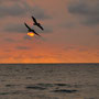 sunset with pelicans