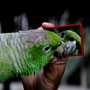 funny parrot liking it´s picture in the mirror....