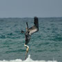 fishing pelican
