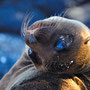 Baby sea lions....