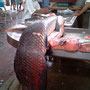 40kg Pirarucu Fisch... aus dem Amazonas