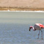 der erste Flamingo