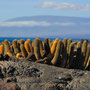 that´s what grows: Cactus on lava field