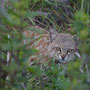 a very special sight: Wild Andean Cat! Very rare animal!!! And endemic to the area