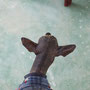peruvian hairless dog = I guess this breed was the model for the gremlins