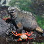 marine iguana with crabs