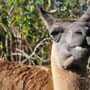 Good Morning Llama! Make a funny face, please!