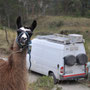 several animals along the road wanted their pics taken with the Sprinter....