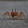 funny and fearless crab