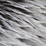 Pelican´s feathers