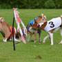 das Basenji Kneul