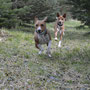 einmalig Basenjis im Wald ohne Leine