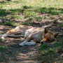 und müde Dingos