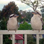 Diese 2 Kookaburra’s warten auf das Hackfleisch von Rösli