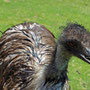 Emus, die sehr neugierig sein können