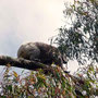 erster Koala