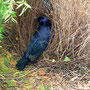 ein ganz seltener Vogel, der nur blaue Sachen für sein Liebesnest sammelt