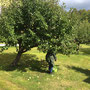 TunaÄpple2