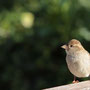 Frau Spatz - Mitbewohnerin