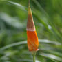 Mohn in allen Stadien