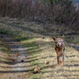 Kleiner Hund ganz groß