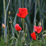 Mohn auf den Feldern