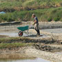 Marais salants de Guérande