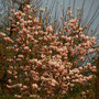 Magnolie