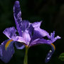 Iris nach dem Regen