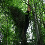 Im Wald von Brocéliande