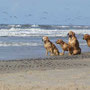 Leonie, Fluse, Murphy und Paddy