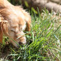 Pepper riecht den Frühling