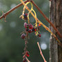 Herbstfrüchte