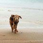 Pepper am veregneten Strand