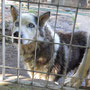 husky latina adottato