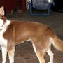 huskyna di debbie base navale americana adottata a sorrento