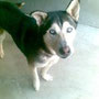 HUSKY DI ALBA ADOTTATO A CUNEO DAL SIGNOR. ALFREDO BEITONE