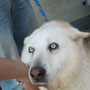 ALASKA ADOTTATA A ROMA
