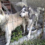 HUSKYNE PAVIA ADOTTATE