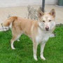 THOR CANILE MURATELLA ADOTTATO ANCHE LUI