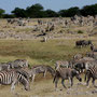 Grosse Herde Zebras