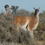 Guanacos